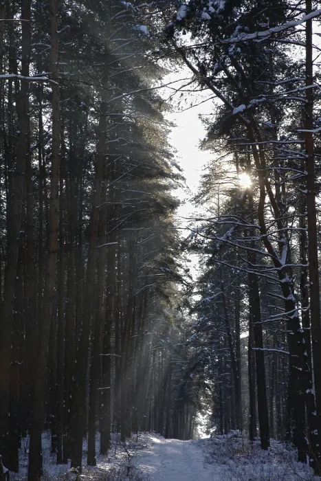 Framed Print : Winter Landscape Print of Moryn Forest Path, Poland Framed Print : Winter Landscape Print of Moryn Forest Path, Poland