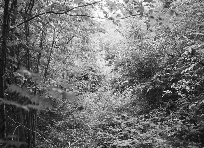 Framed Print : Forest in Roa, Norway Print Framed Print : Forest in Roa, Norway Print