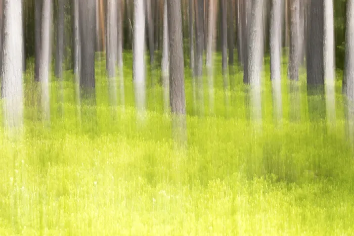 Framed Print : Forest in Spring Print, ImageBROKER Framed Print : Forest in Spring Print, ImageBROKER