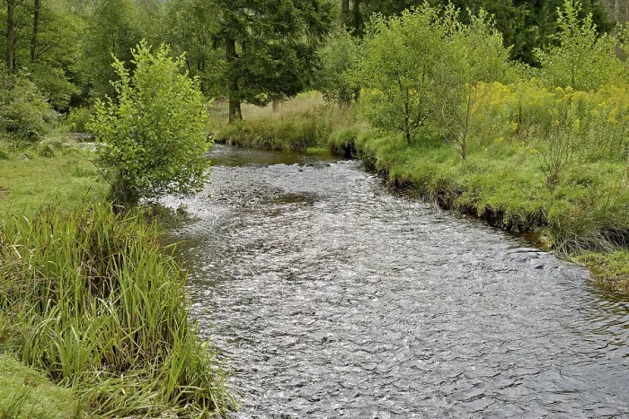 Framed Print : Arnsberg Forest Stream Print, Germany Framed Print : Arnsberg Forest Stream Print, Germany