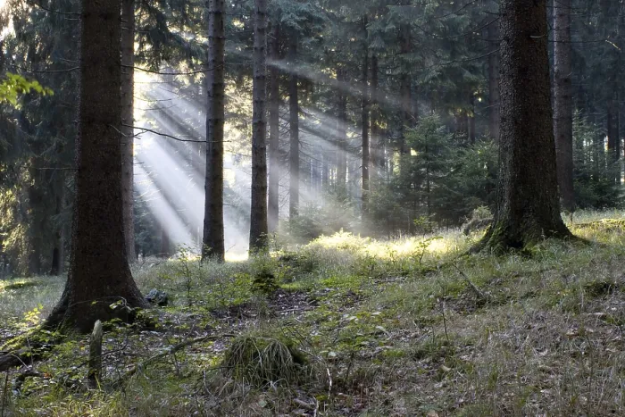 Framed Print : Early Morning Forest Print in Thuringia, Germany Framed Print : Early Morning Forest Print in Thuringia, Germany