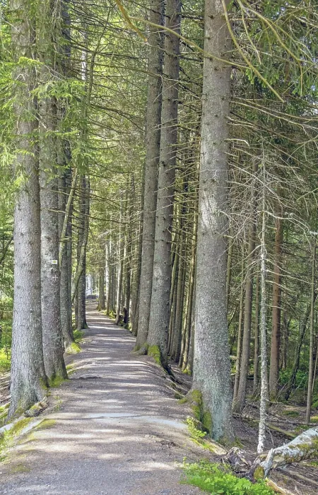 Framed Print : Print of Forest Trail in Upper Black Forest Framed Print : Print of Forest Trail in Upper Black Forest