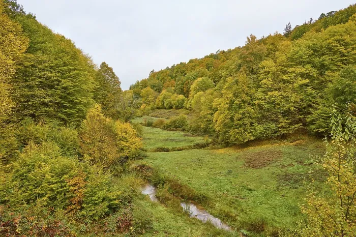 Framed Print : Autumn Forest in Bavaria Print Framed Print : Autumn Forest in Bavaria Print