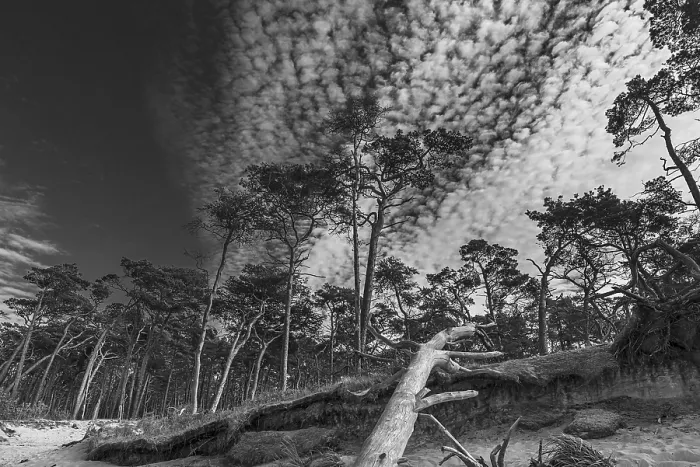 Framed Print : Forest on West Beach, Cloudy Sky Print Framed Print : Forest on West Beach, Cloudy Sky Print