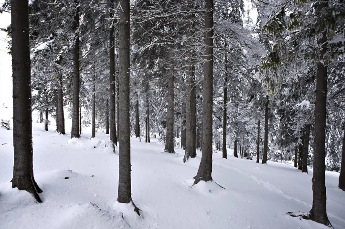 Framed Print : Winter Forest Print Framed Print : Winter Forest Print