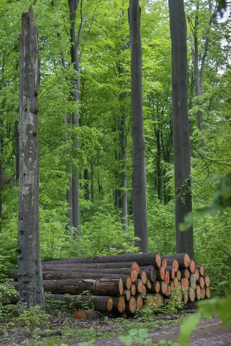 Framed Print : Forestry Print: Vertical Logging Scene Framed Print : Forestry Print: Vertical Logging Scene