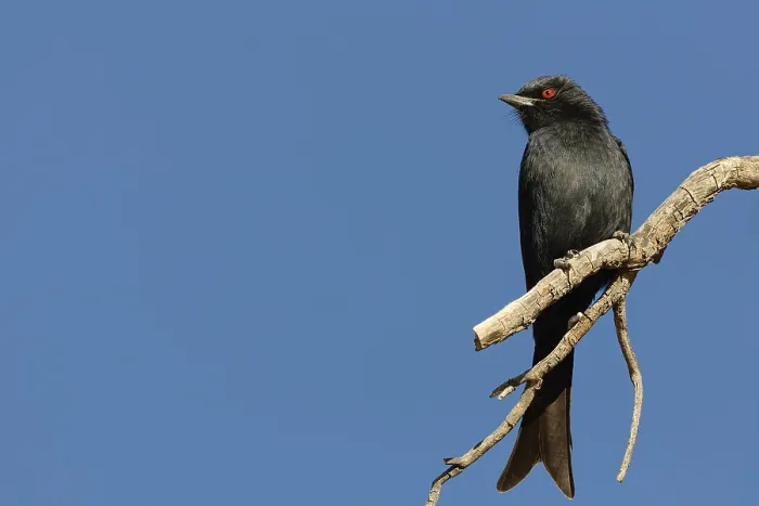 Framed Print : Fork-tailed Drongo Print, Kgalagadi Transfrontier Park Framed Print : Fork-tailed Drongo Print, Kgalagadi Transfrontier Park