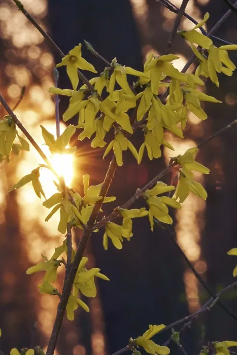 Framed Print : Forsythia Print: Evening Light in Spring Germany Framed Print : Forsythia Print: Evening Light in Spring Germany