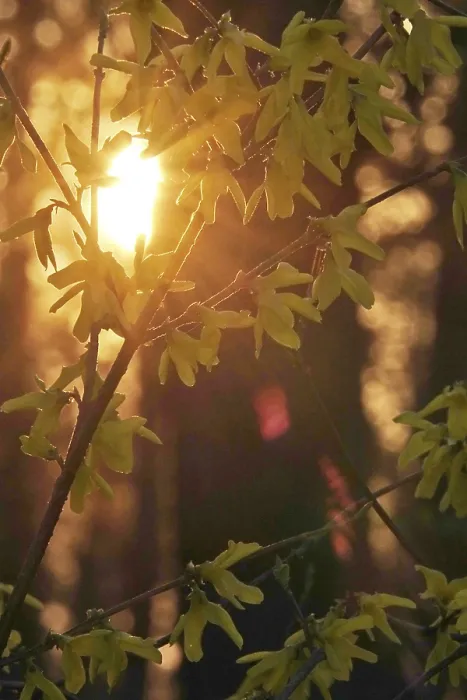 Framed Print : Forsythia Print: Evening Light in Spring Germany Framed Print : Forsythia Print: Evening Light in Spring Germany