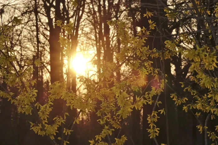 Framed Print : Forsythia Print: Spring Evening in Germany Framed Print : Forsythia Print: Spring Evening in Germany