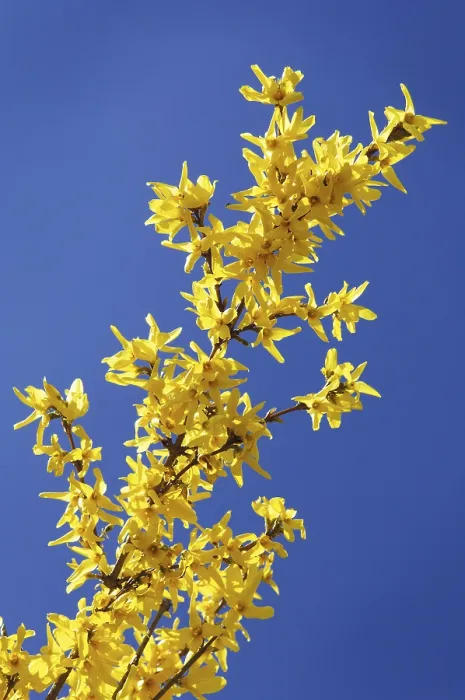 Framed Print : Forsythia x intermedia Print Framed Print : Forsythia x intermedia Print