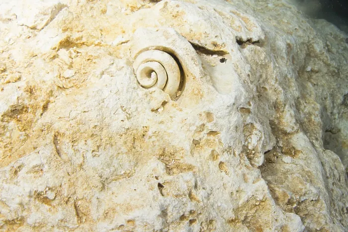 Framed Print : Fossil Snail Shell Print on Limestone Cliffs, Mexico Framed Print : Fossil Snail Shell Print on Limestone Cliffs, Mexico