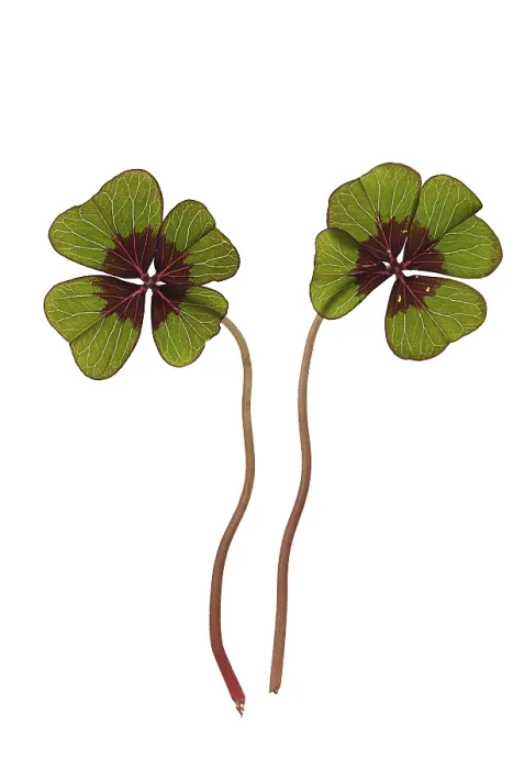 Framed Print : Four-leaf clover print on white background Framed Print : Four-leaf clover print on white background