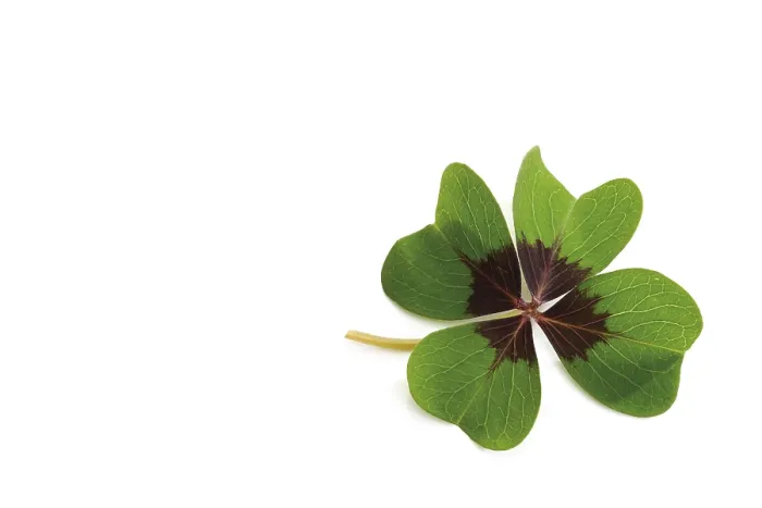 Framed Print : Four-Leafed Clover Print Framed Print : Four-Leafed Clover Print