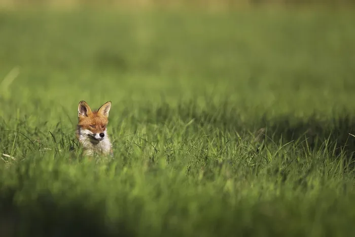 Framed Print : Wild Fox in a Clearing Print Framed Print : Wild Fox in a Clearing Print