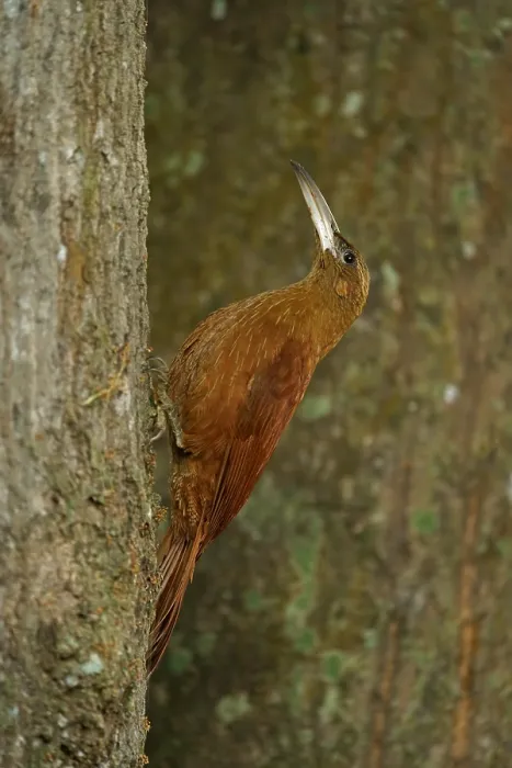Framed Print : Fox Red Treecreeper Print, Pantanal, Brazil Framed Print : Fox Red Treecreeper Print, Pantanal, Brazil