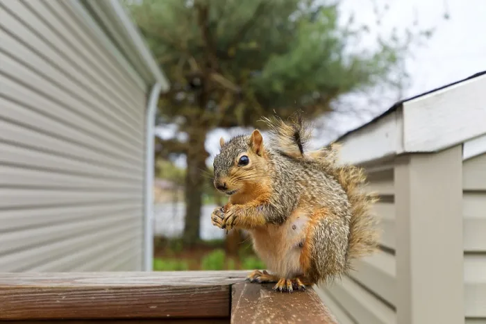 Framed Print : Fox Squirrel Print Framed Print : Fox Squirrel Print