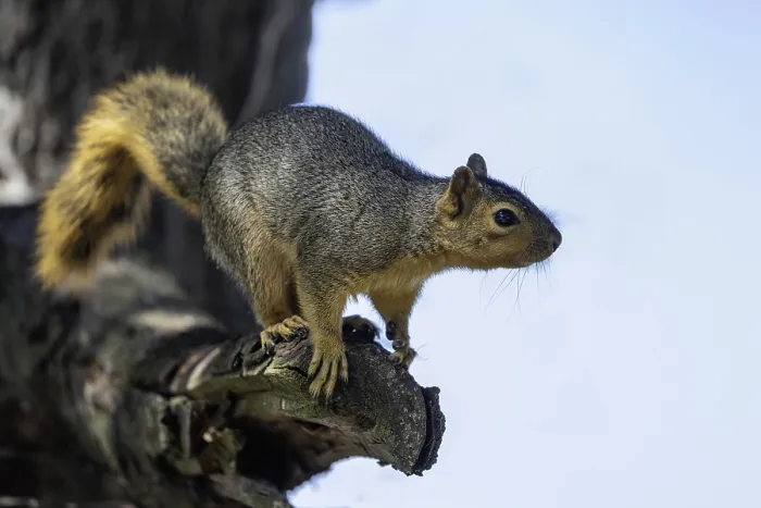 Framed Print : The Fox Squirrel Print