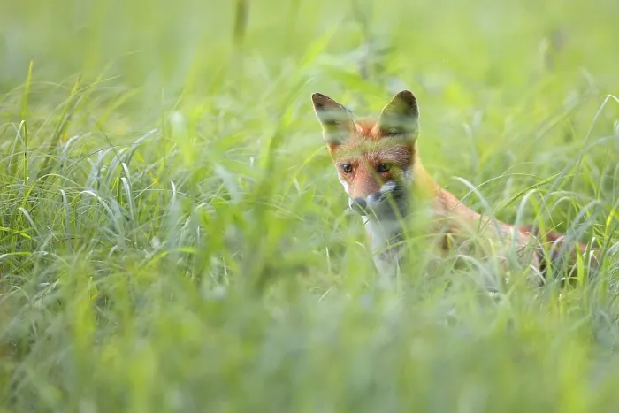 Framed Print : Wild Fox in a Forest Clearing Print Framed Print : Wild Fox in a Forest Clearing Print