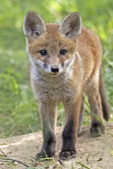 Framed Print : Wild Fox in a Clearing Print Framed Print : Wild Fox in a Clearing Print
