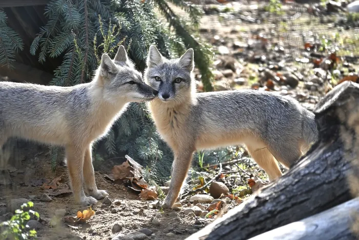 Framed Print : Two Foxes Playfully Interact in Forest Print Framed Print : Two Foxes Playfully Interact in Forest Print