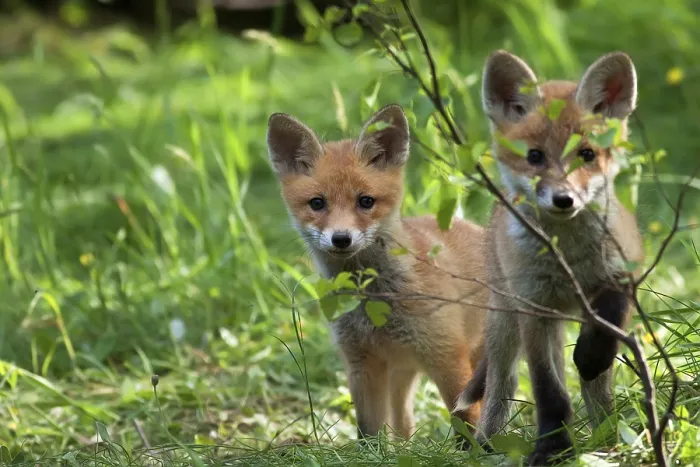 Framed Print : Foxes in the Wild Print: Clearing Scene