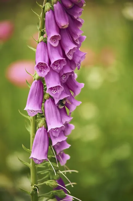 Framed Print : Foxglove with Bumblebee Print Framed Print : Foxglove with Bumblebee Print
