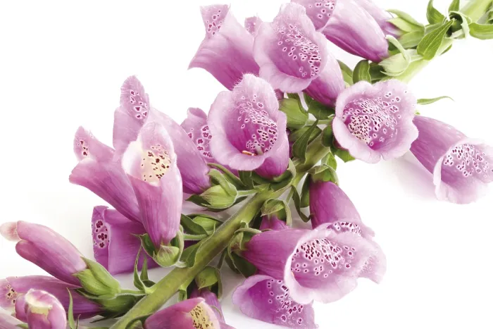 Framed Print : Foxglove (Digitalis) Print Framed Print : Foxglove (Digitalis) Print
