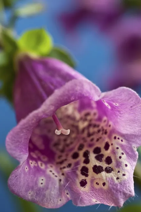 Framed Print : Foxglove Print - Digitalis Purpurea Framed Print : Foxglove Print - Digitalis Purpurea