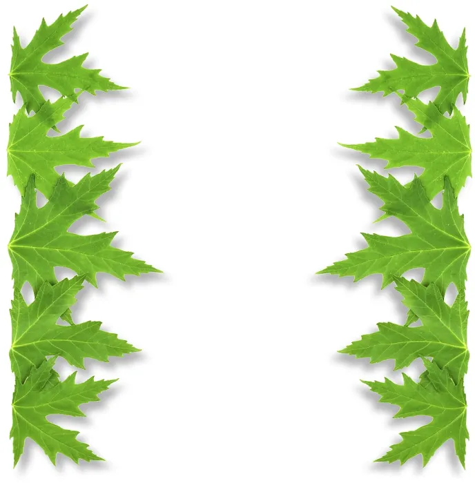Framed Print : Mapple Leaf Print - Close-up Framing Framed Print : Mapple Leaf Print - Close-up Framing