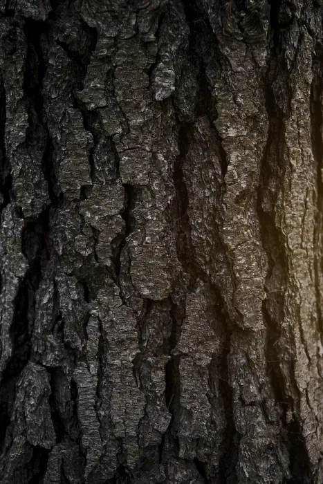 Framed Print : Full Frame Tree Bark Print Framed Print : Full Frame Tree Bark Print