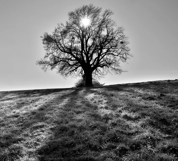 Framed Print : Bavarian Lime Tree Print, Upper Bavaria, Germany Framed Print : Bavarian Lime Tree Print, Upper Bavaria, Germany