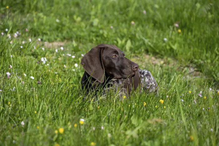 Framed Print : French Pointer in Austrian Meadow Print Framed Print : French Pointer in Austrian Meadow Print