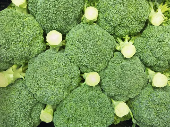 Framed Print : Fresh Broccoli Print Framed Print : Fresh Broccoli Print