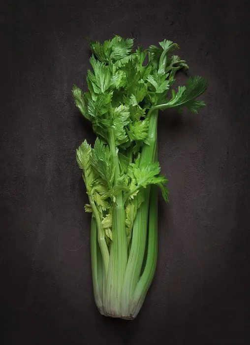 Framed Print : Dark Background Celery Print Framed Print : Dark Background Celery Print