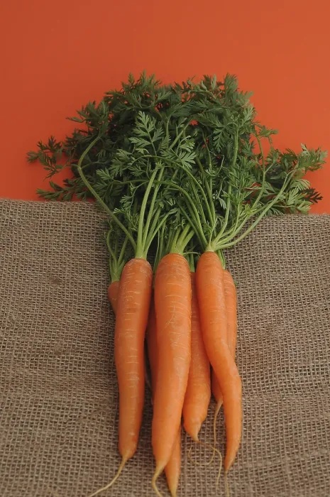 Framed Print : Fresh Carrots Print Framed Print : Fresh Carrots Print
