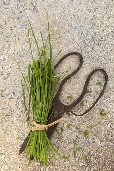 Framed Print : Fresh Chive and Scissors Print Framed Print : Fresh Chive and Scissors Print