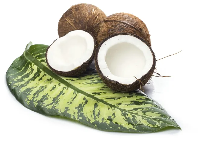 Framed Print : Fresh Coconuts and Tropical Leaf Print Framed Print : Fresh Coconuts and Tropical Leaf Print