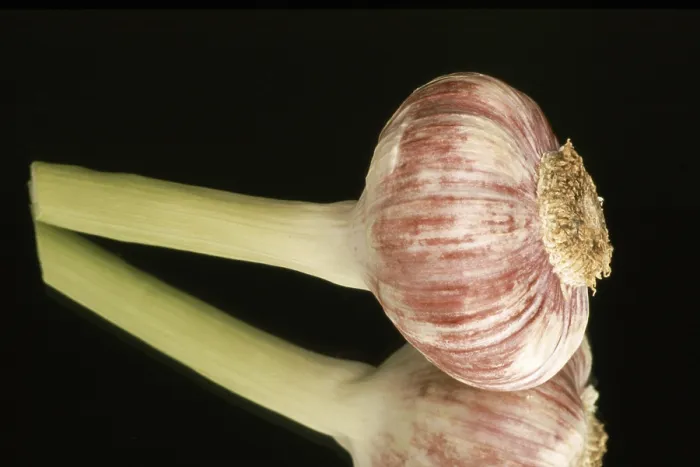 Framed Print : Fresh Garlic Print Framed Print : Fresh Garlic Print