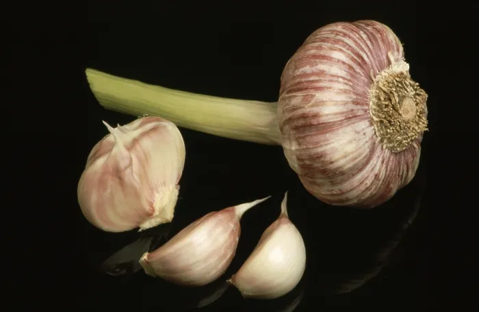 Framed Print : Fresh Garlic Print Framed Print : Fresh Garlic Print