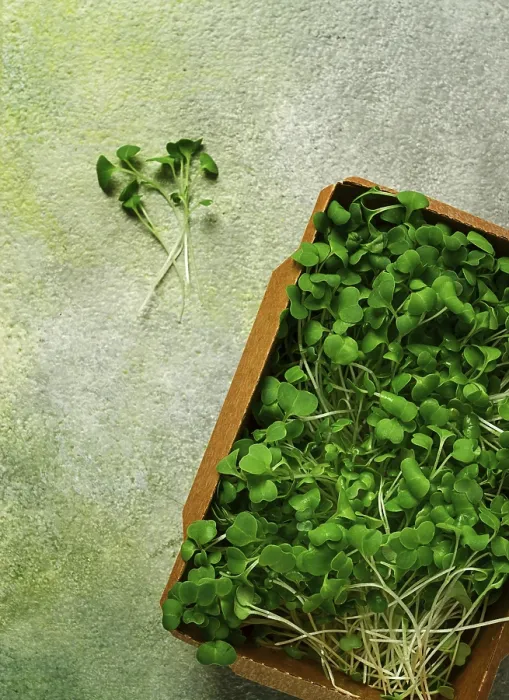 Framed Print : Fresh Micro-Greenery Print, Top View Framed Print : Fresh Micro-Greenery Print, Top View