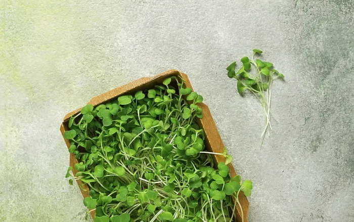 Framed Print : Fresh Micro-Greenery Print, Top View Framed Print : Fresh Micro-Greenery Print, Top View