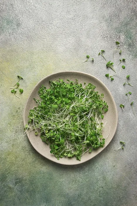Framed Print : Fresh Micro-Greenery Print, Top View Framed Print : Fresh Micro-Greenery Print, Top View