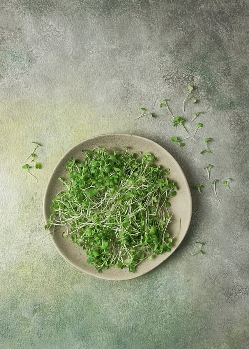 Framed Print : Fresh Micro-Greenery Print, Top View Framed Print : Fresh Micro-Greenery Print, Top View