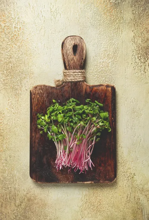 Framed Print : Fresh Micro-Greens and Beetroot Sprouts Print Framed Print : Fresh Micro-Greens and Beetroot Sprouts Print