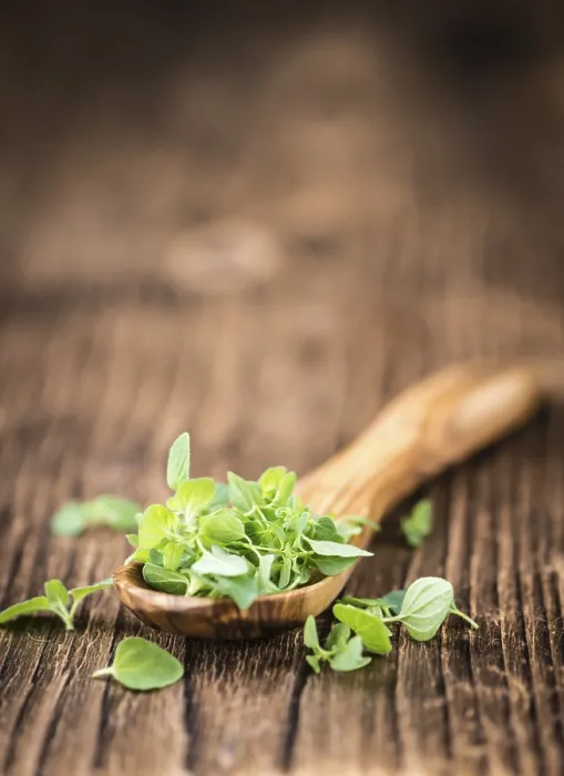 Framed Print : Fresh Oregano Print on Wooden Table Framed Print : Fresh Oregano Print on Wooden Table