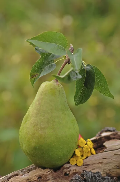 Framed Print : Fresh Pear Print Framed Print : Fresh Pear Print