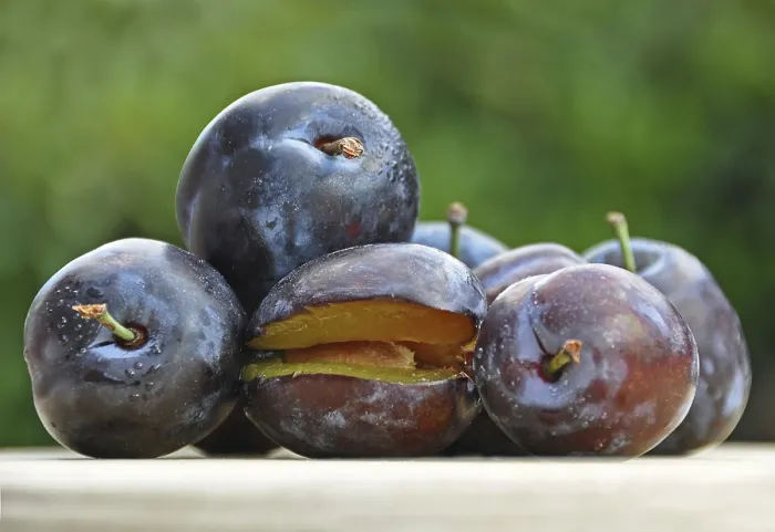 Framed Print : Fresh Plums Print Framed Print : Fresh Plums Print
