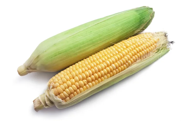 Framed Print : Fresh Ripe Corn Print Isolated on White Background Framed Print : Fresh Ripe Corn Print Isolated on White Background