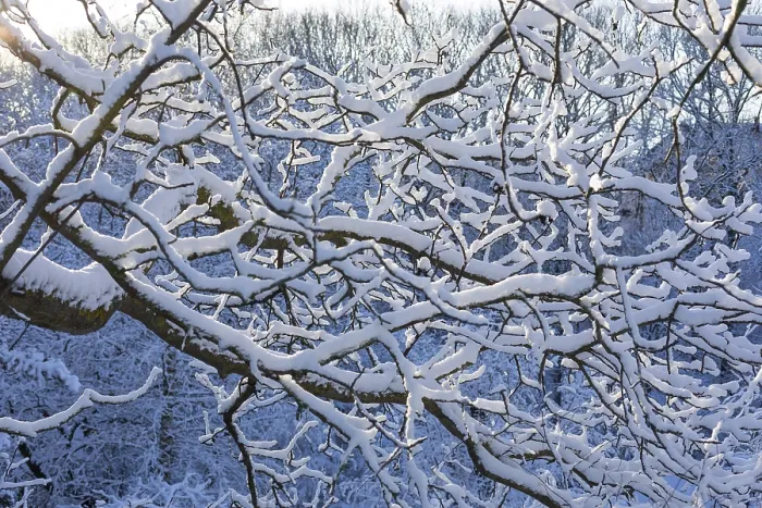 Framed Print : Fresh Snow on Tree Branches, Scharfenberg, Germany Print Framed Print : Fresh Snow on Tree Branches, Scharfenberg, Germany Print